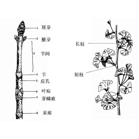 根的種類|根(植物的六大器官之一):概念,根系,結構,直根系,鬚根系…